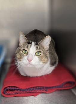 Rescue Domestic Short Hair Cats for Adoption in Park Rapids, Minnesota - Tinkerbel | PetCurious