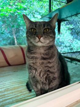 Annora -  Domestic Short Hair Cat for Adoption in Pottsville, Pennsylvania - Annora | PetCurious