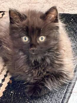 Smokey & Spooky (*bonded pair) -  Domestic Short Hair Cat for Adoption in Wheaton, Illinois - Smokey & Spooky (*bonded Pair) | PetCurious