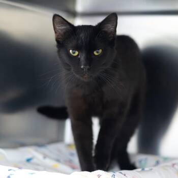 Domestic Short Hair Cats Available for Adoption in Wilmington, Delaware - Jager | PetCurious