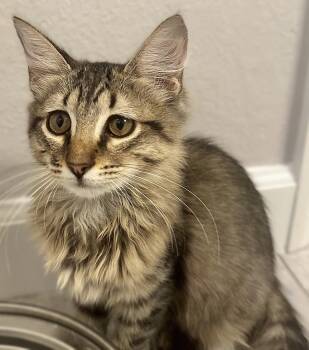 Hazel -  Maine Coon and Domestic Medium Hair Cat for Adoption in Fort Myers, Florida - Hazel | PetCurious
