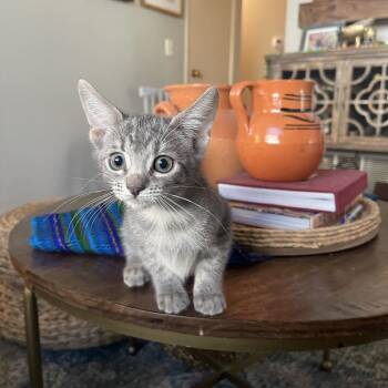 Bruh -  Domestic Short Hair Cat for Adoption in Riverside, California - Bruh | PetCurious