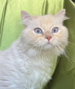 JERRY -  Ragdoll Cat for Adoption in Rowland Heights, California - JERRY | PetCurious