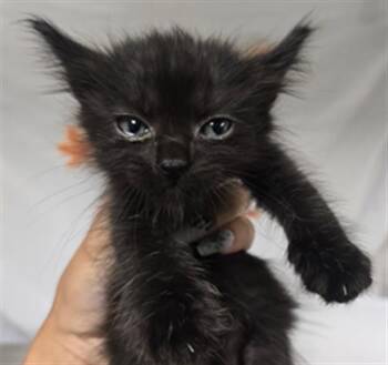 ATLANTIC -  Domestic Short Hair Cat for Adoption in Riverside, California - ATLANTIC | PetCurious