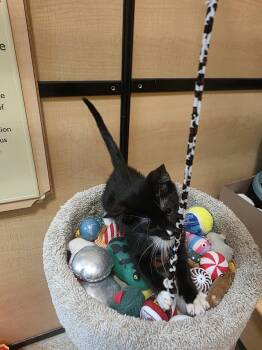 Beast Boy -  Domestic Short Hair Cat for Adoption in Rowlett, Texas - Beast Boy | PetCurious
