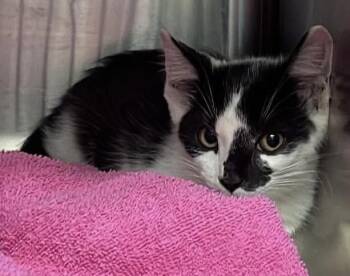 Cher -  Domestic Short Hair Cat for Adoption in Burgaw, North Carolina - Cher | PetCurious