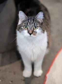 MEEP -  Domestic Medium Hair Cat for Adoption in New York, New York - MEEP | PetCurious