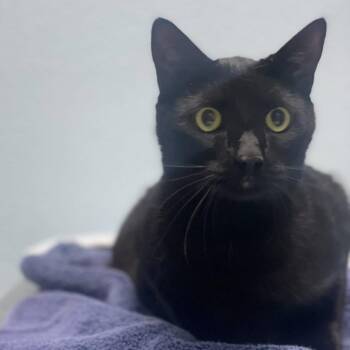 Domestic Short Hair Cats Available for Adoption in Riverside, California - Edgar Allan Paw | PetCurious