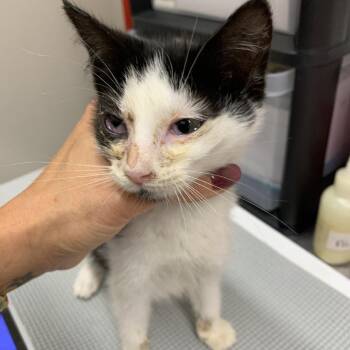 Vargas -  Domestic Short Hair Cat for Adoption in Morganton, North Carolina - Vargas | PetCurious