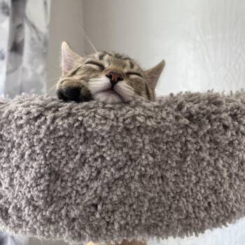 Guinness -  Domestic Short Hair Cat for Adoption in Massillon, Ohio - Guinness | PetCurious