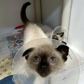 Western Hemlock -  Domestic Short Hair Cat for Adoption in Woodinville, Washington - Western Hemlock | PetCurious