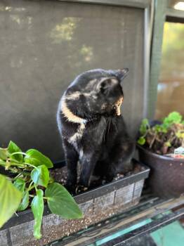 Gidget -  Domestic Short Hair Cat for Adoption in Cromwell, Kentucky - Gidget | PetCurious