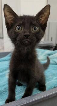 PRINCESS -  Domestic Short Hair Cat for Adoption in Fort Lauderdale, Florida - PRINCESS | PetCurious