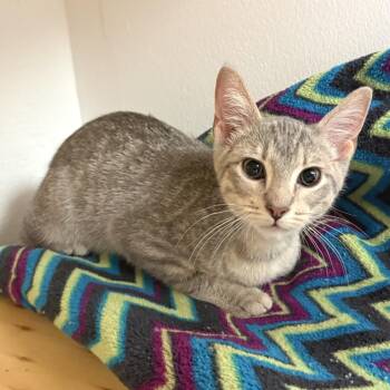 Silver -  Domestic Short Hair Cat Available for Adoption in Morristown, Vermont - Silver | PetCurious
