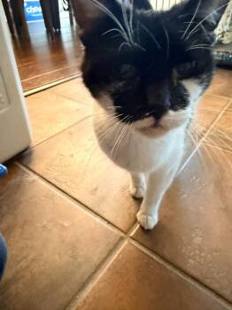 Domestic Short Hair Cats Available for Adoption - Carrina | PetCurious