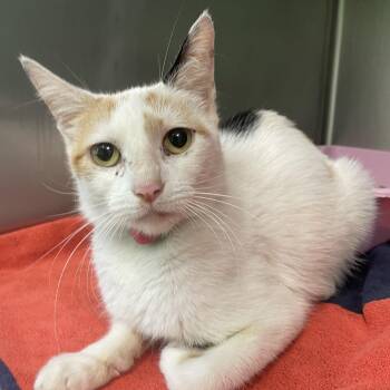 Rescue Domestic Short Hair Cats for Adoption in Greenbelt, Maryland - Cleopatra | PetCurious