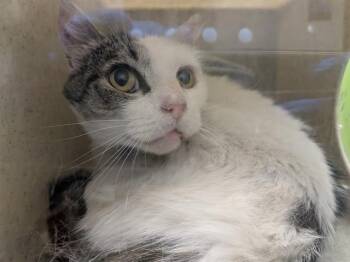 CALYPSO -  Domestic Short Hair Cat for Adoption in Kent, Washington - CALYPSO | PetCurious