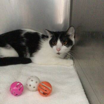 Domestic Short Hair Cats Available for Adoption - Oreo | PetCurious