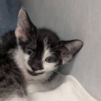 Thunk -  Domestic Short Hair Cat for Adoption in Buchanan Dam, Texas - Thunk | PetCurious