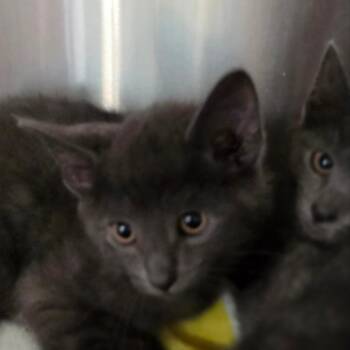 Bean Sprout -  Domestic Short Hair Cat for Adoption in Muncie, Indiana - Bean Sprout | PetCurious