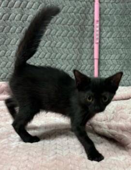 Pinterest -  Domestic Short Hair Cat for Adoption in Lampasas, Texas - Pinterest | PetCurious