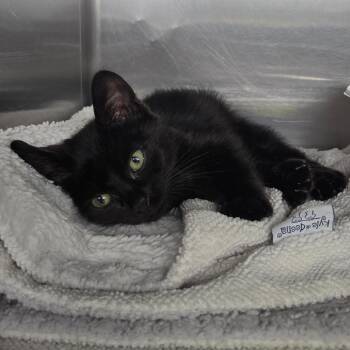Chatterbox -  Domestic Short Hair Cat for Adoption in Spokane, Washington - Chatterbox | PetCurious