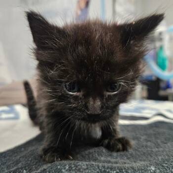 Doodlebug -  Domestic Short Hair Cat for Adoption in Greenville, South Carolina - Doodlebug | PetCurious