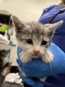 Domestic Short Hair Cats Available for Adoption in Chula Vista, California - PIZOOKIE | PetCurious