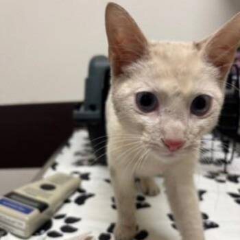 Domestic Short Hair Cats Available for Adoption - Cyrus (Cookies N Cream) | PetCurious