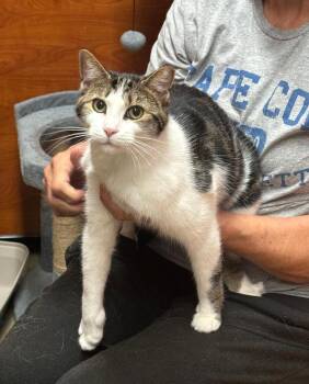 Nix -  Tabby Cat for Adoption in Breinigsville, Pennsylvania - Nix | PetCurious