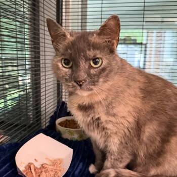 Tilly -  Domestic Short Hair Cat for Adoption in Hampton Bays, New York - Tilly | PetCurious