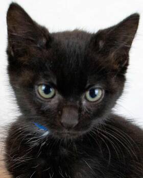 Milano -  Domestic Short Hair Cat for Adoption in Kennesaw, Georgia - Milano | PetCurious