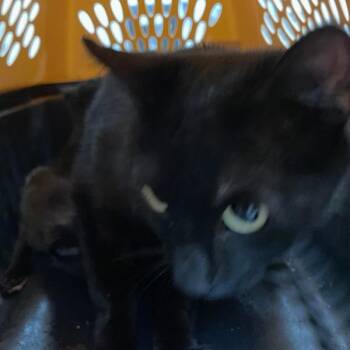 Eunice -  Domestic Short Hair Cat for Adoption in Des Moines, Iowa - Eunice | PetCurious