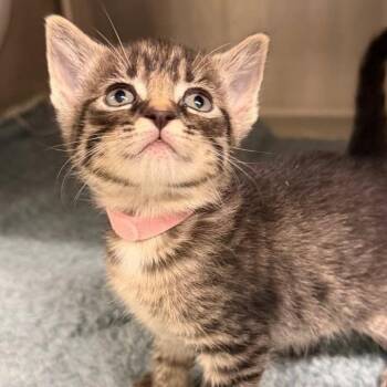 Milan (pink collar) -  Domestic Short Hair Cat for Adoption in Kingman, Kansas - Milan (pink Collar) | PetCurious