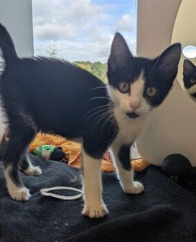 BINX -  Domestic Short Hair Cat for Adoption in Leesburg, Virginia - BINX | PetCurious