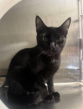 Wasabi -  Domestic Short Hair Cat for Adoption in Hilton Head Island, South Carolina - Wasabi | PetCurious