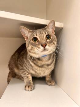 Bruno Mars -  Domestic Short Hair Cat for Adoption in Frankfort, Kentucky - Bruno Mars | PetCurious