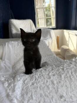 Rescue Domestic Short Hair Cats for Adoption in Palmetto, Florida - LEILAH | PetCurious