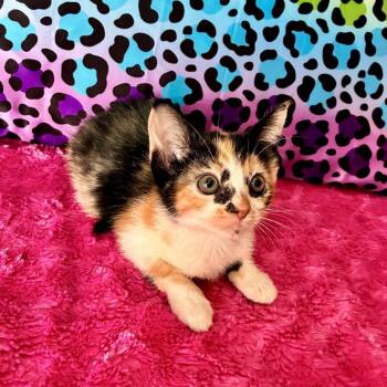 Oberlin 19 -  Domestic Short Hair Cat for Adoption in Austin, Texas - Oberlin 19 | PetCurious