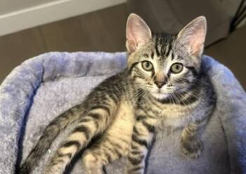 Oolong -  Domestic Short Hair Cat for Adoption in Fort Collins, Colorado - Oolong | PetCurious