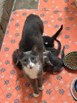 MINA -  Domestic Short Hair Cat for Adoption in Tustin, California - MINA | PetCurious