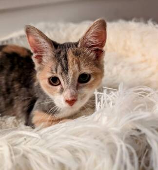 Rescue Domestic Short Hair Cats for Adoption in Chicago, Illinois - Daria (bonded With Grover) | PetCurious