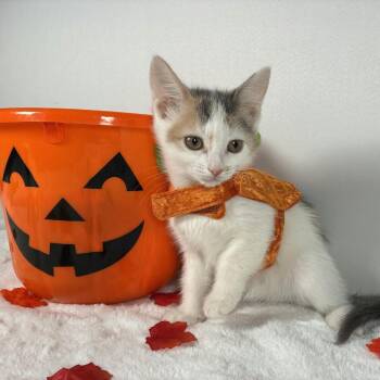 Rowena -  Domestic Short Hair Cat for Adoption in Johnson City, Tennessee - Rowena | PetCurious