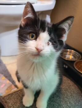Rescue Domestic Short Hair Cats for Adoption in Westfield, Wisconsin - Grasshopper | PetCurious