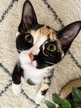 Hattie Jean -  Calico and Domestic Short Hair Cat for Adoption in Dallas, Texas - Hattie Jean | PetCurious