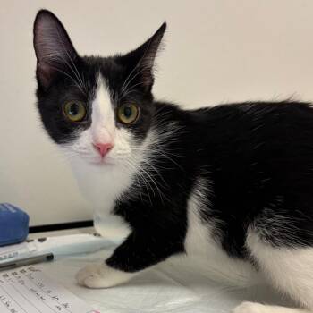 Rachael -  Domestic Short Hair Cat for Adoption in Nashville, Tennessee - Rachael | PetCurious