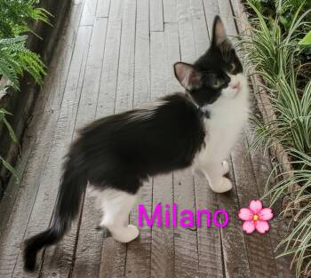 Milano -  Domestic Long Hair Cat for Adoption in Las Vegas, Nevada - Milano | PetCurious