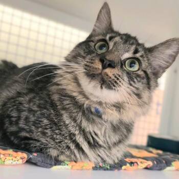 Vinny -  Domestic Medium Hair Cat for Adoption in Buffalo, New York - Vinny | PetCurious