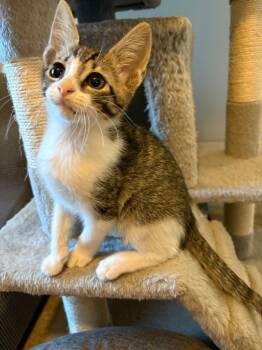 Rescue Domestic Short Hair Cats for Adoption in Newnan, Georgia - *Atlantis | PetCurious