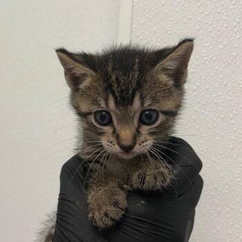 Miss Wordwide -  Domestic Short Hair Cat for Adoption in Abilene, Texas - Miss Wordwide | PetCurious